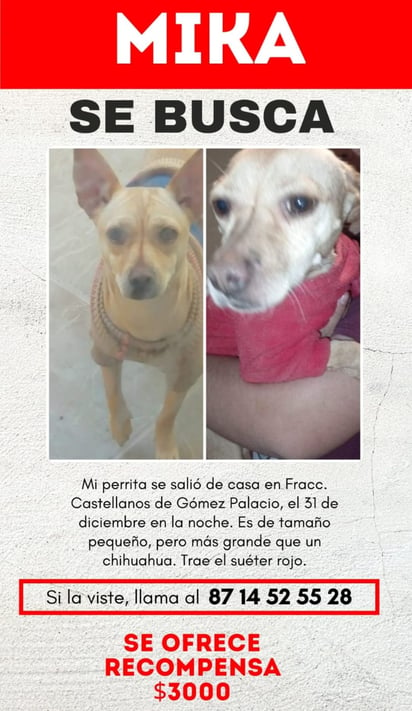 Perros extraviados en La Laguna.