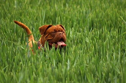 Dogo de Burdeos.