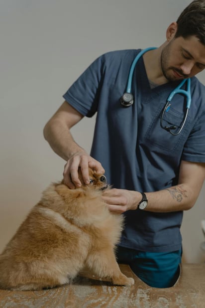 Las mascotas simbolizan una gran compañía para los seres humanos.