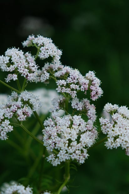 La valeriana ha mostrado ser útil para reducir la ansiedad y el estrés cuando se usa en dosis recomendadas y por periodos breves.