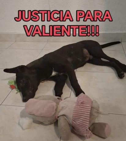 Valiente, perrito víctima de maltrato animal en Torreón. 