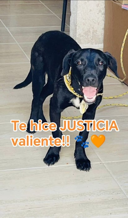 Valiente, perrito víctima de maltrato animal en Torreón. 