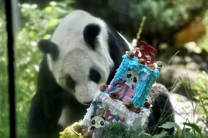 Pandita Xin Xin (EL UNIVERSAL)