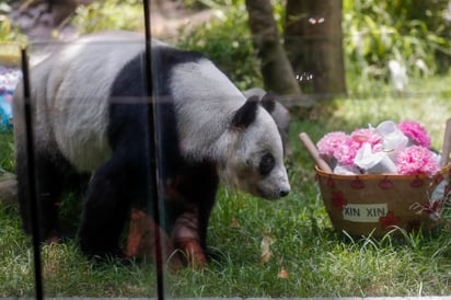 Pandita Xin Xin (EFE)