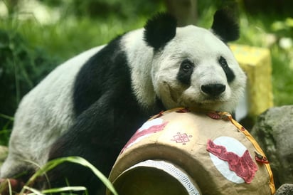 Pandita Xin Xin (EL UNIVERSAL)