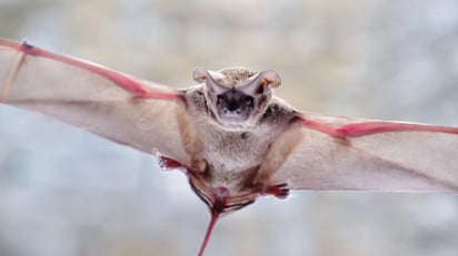 Animales como insectos, aves y murciélagos favorecen la polinización de los agaves y sus parientes botánicos, mostrando el delicado equilibrio del ecosistema desértico. Imagen researchgate.net.