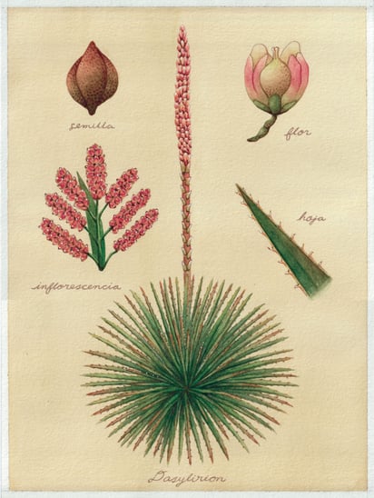 Partes del Dasylirion spp., mejor conocido como sotol. Imagen Teresa Hernández Luna.