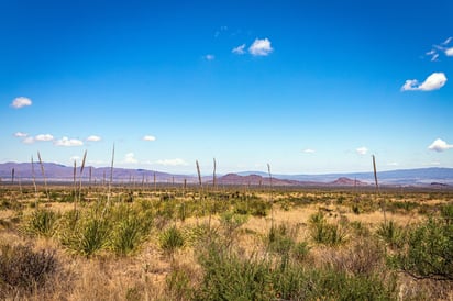El sotol puede tomar más de 15 años en madurar, por lo que su sobreexplotación actual está mermando la población natural de esta planta. Imagen Adobe Stock.