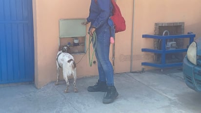 Manchas, el primer perro detector de fugas de agua potable en México. EL SIGLO DE TORREÓN / Isabel Ampudia