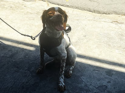 Manchas en acción. EL SIGLO DE TORREÓN / Isabel Ampudia