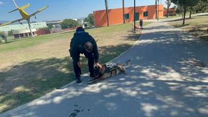 Bebeto, un héroe de la unidad canina K9. EL SIGLO DE TORREÓN / Isabel Ampudia