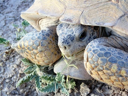 El monitoreo ambiental permite dar seguimiento a las especies de un territorio para detectar cómo se ven afectadas por las actividades humanas. Foto: CONAMP
