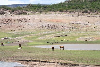 El paisaje de aridez se acentúa al observar pastar a caballos y vacas flacas donde se supone debería de haber agua.
(FOTOGRAFÍAS: RAMÓN SOTOMAYOR)