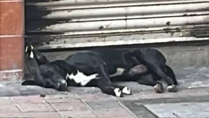 Hachiko de Culiacán (ESPECIAL)