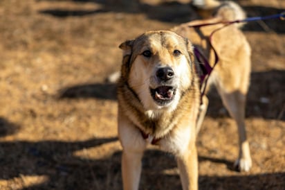 El ladrido de los perros puede revelar antipatía, pero también está relacionado con experiencias traumáticas. Foto: Pexels.