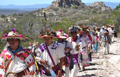 Wixárikas en peregrinación ancestral, recorriendo la ruta sagrada que une su historia, espiritualidad y respeto profundo por la tierra.