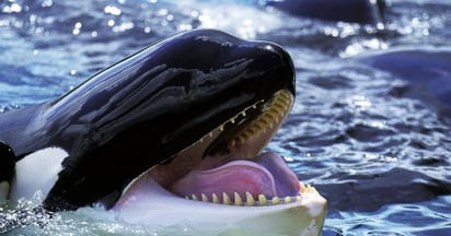 La temporada autorizada para nadar con orcas en La Ventana va del 1 de agosto de 2025 al 31 de julio de 2026/ Especial