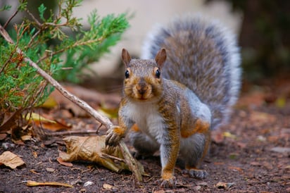 La peste bubónica se transmite por picadura de pulgas que se alojan en roedores, incluidas ardillas. [Unsplash]