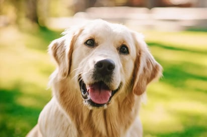 Ciencia y evolución explican cómo los perros anticipan lo que sentimos/ Especial