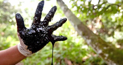 El proyecto CoRenewal trabaja en la micorremediación del Amazonas Ecuatoriano tras años de derrames de
hidrocarburos en la región. 