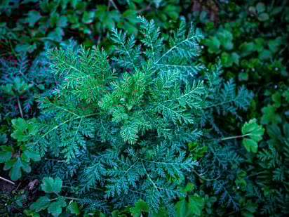 Artemisia absinthium [Pexels]