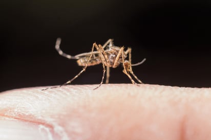 Imagen: Freepik. Los mosquitos transmiten virus que pueden causar
encefalitis.