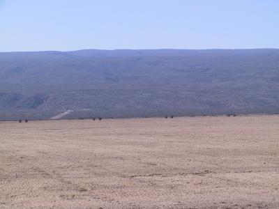 Imágenes de Cuatrociénegas Coahuila
