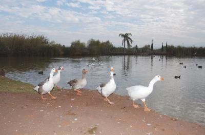 De acuerdo a comentarios de algunos visitantes que se encontraban en el parque, manifestaron que el parque Las Etnias es un sitio agradable y emocionante para los niños, pero para los adolescentes y jóvenes no representa un gran atractivo al no contar con otro tipo de diversión acorde a su edad.
