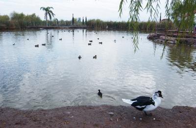 “Las aguas del lago no son residuales, sino semi-tratadas y no hay contaminación ni peligro para los patos, peces y tortugas que están en el estanque”, explicó David Córdoba