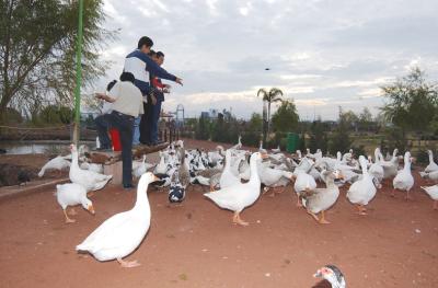 Los patos conviven en un estanque donde el agua está sucia