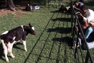 Futi fue el resultado de una colaboración entre Morne de la Rey y Robert Teadwell, veterinarios del Centro sudafricano Embrión más Embrión y AI, y de Gabor Vajta, profesor del Instituto de Agricultura danés.