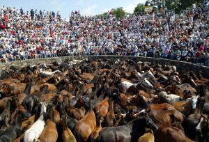 El encierro comenzó temprano en la mañana, cuando los adoquines de las calles aún estaban un poco resbaladizos por el rocío. Los seis astados de la ganadería de Alcurrucén enfilaron hacia la plaza de toros y recorrieron el camino en poco menos de 2 minutos y medio.