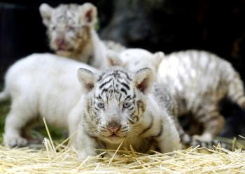 Los tigres pesan entre tres y seis kilos, pero se espera que crezcan hasta los tres metros de largo y alcancen 250 kilos --en el caso de los machos-- y 160 kilos las hembras.