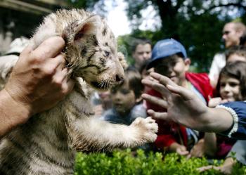 El jefe veterinario del zoológico, Miguel Rivolta, explicó que los seis cachorros son saludables y se desarrollan normalmente. Por ahora se alimentan con biberones de leche, pero a mediados de febrero --cuando cumplan los tres meses de vida-- comenzarán a comer carne.
