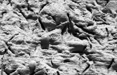 Los trabajos realizados por sus vehículos de exploración 'Spirit' y 'Opportunity' no han logrado establecer la existencia de vida en el planeta rojo.