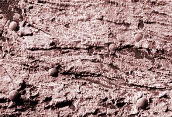 Para el subdirector de Ciencia Espacial de la NASA, Ed Weiler, esta 'confirmación de que había agua estancada' llevará a la agencia espacial estadounidense a tratar de 'averiguar si hubo microorganismos que vivieron allí'. Weiler señaló que el hallazgo 'tiene profundas implicaciones' para la astrobiología.