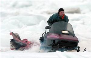 Pescadores de Terranova y las autoridades canadienses han justificado la elevada cuota de este año en que la población de focas ha crecido espectacularmente en los últimos años y está diezmando las existencias de bacalao, una especie que prácticamente ha desaparecido de las aguas canadienses.