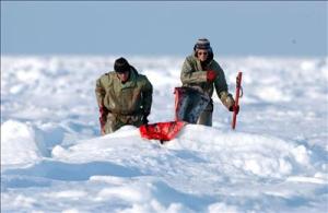 IFAW también denunció que los precios de exportación de pieles de foca 'han bajado dramáticamente durante los últimos tres años y el sector sigue dependiente de los subsidios de los gobiernos de Canadá y Europa'.