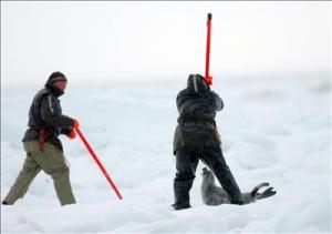 Aldworth describió como los cazadores violan las reglas impuestas por el Ministerio de Pesca y Océanos dejando animales despellejados vivos a veces durante horas.