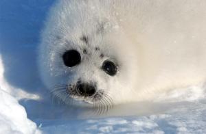 Funcionarios canadienses ya han empezado a contar los cadáveres de focas dejados sobre los hielos flotantes de Terranova por miles de cazadores, para comprobar si han matado la cuota de 350.000 animales establecida para este año.