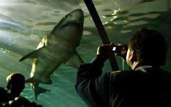 Unos buzos fueron captados al lado de un tiburón gris en las aguas de un acuario en Sydney.


Este lugar cuenta con una reserva natural para la preservación de los tiburones.