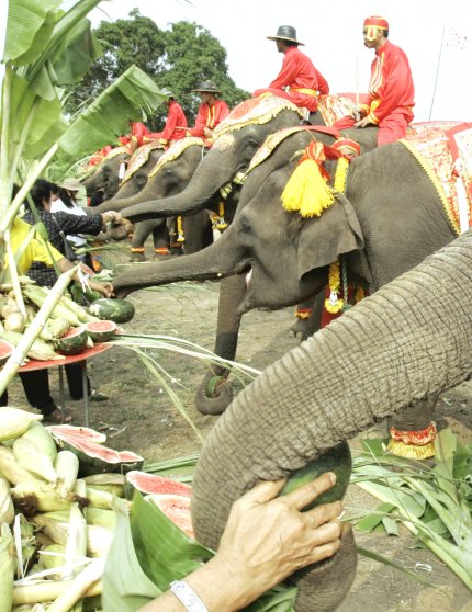 Los elefantes comen en promedio 225 Kg. de vegetal al día y beben hasta 190 litros de agua.