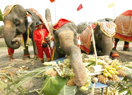 El elefante africano tiene en su trompa dos prolongaciones digitiformes y el asiático una, estos tienen la frente abombada, el lomo arqueado y las orejas pequeñas en comparación con la cabeza, además de que los colmillos solamente están presentes en los machos; al contrario de los elefantes africanos, que es más alto, las orejas más grandes y ambos tienen colmillos.