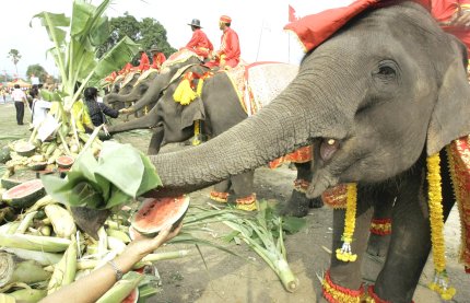 Actualmente sólo hay en el mundo dos especies de elefantes, estos se encuentran en la India y en el sureste de Asia y en África hacia el sur de Shara.