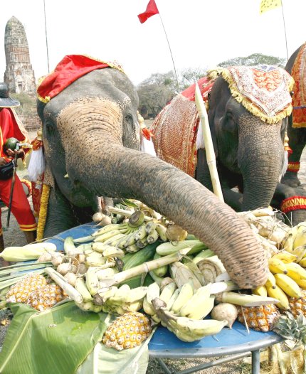 Tailandia celebró el Día Nacional del Elefante con un festejo al que asistieron alrededor de 400 personas, entre ellas varios monjes.