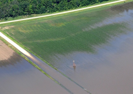 El cultivo de maíz en la localidad de Blairstown, Iowa, se ha visto afectado por la crecida del río Mississippi y por las lluvias continuas en el último mes.