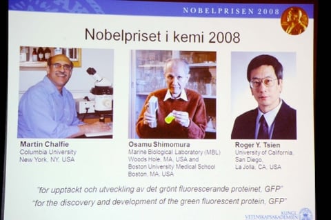 El nipón Osamu Shimomura y los norteamericanos Martin Chalfie y Roger Tsien compartieron el premio Nobel de Química por sus trabajos sobre la proteína fluorescente verde, GFP por sus siglas en inglés, que se halló por primera vez en una medusa, dijo la Real Academia Sueca de Ciencias.