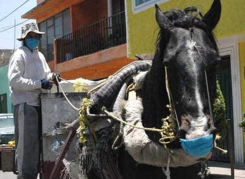 Los caballos se protegen del virus.