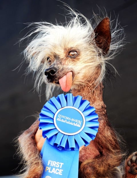 Miss Ellie tiene ya 15 aña. No tiene pelo, salvo en la cabeza y las patas, sólo le quedan un par de dientes, padece de cataratas en los dos ojos y cuenta con varios lunares y granitos.