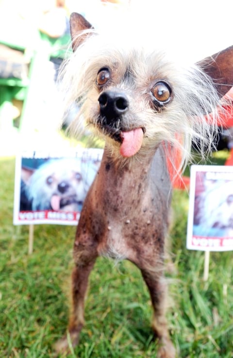 El de perro más feo con pedigree, de pura raza, fue a parar a esta perrita de Tennessee.
